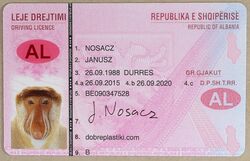Driver License - Albanian
